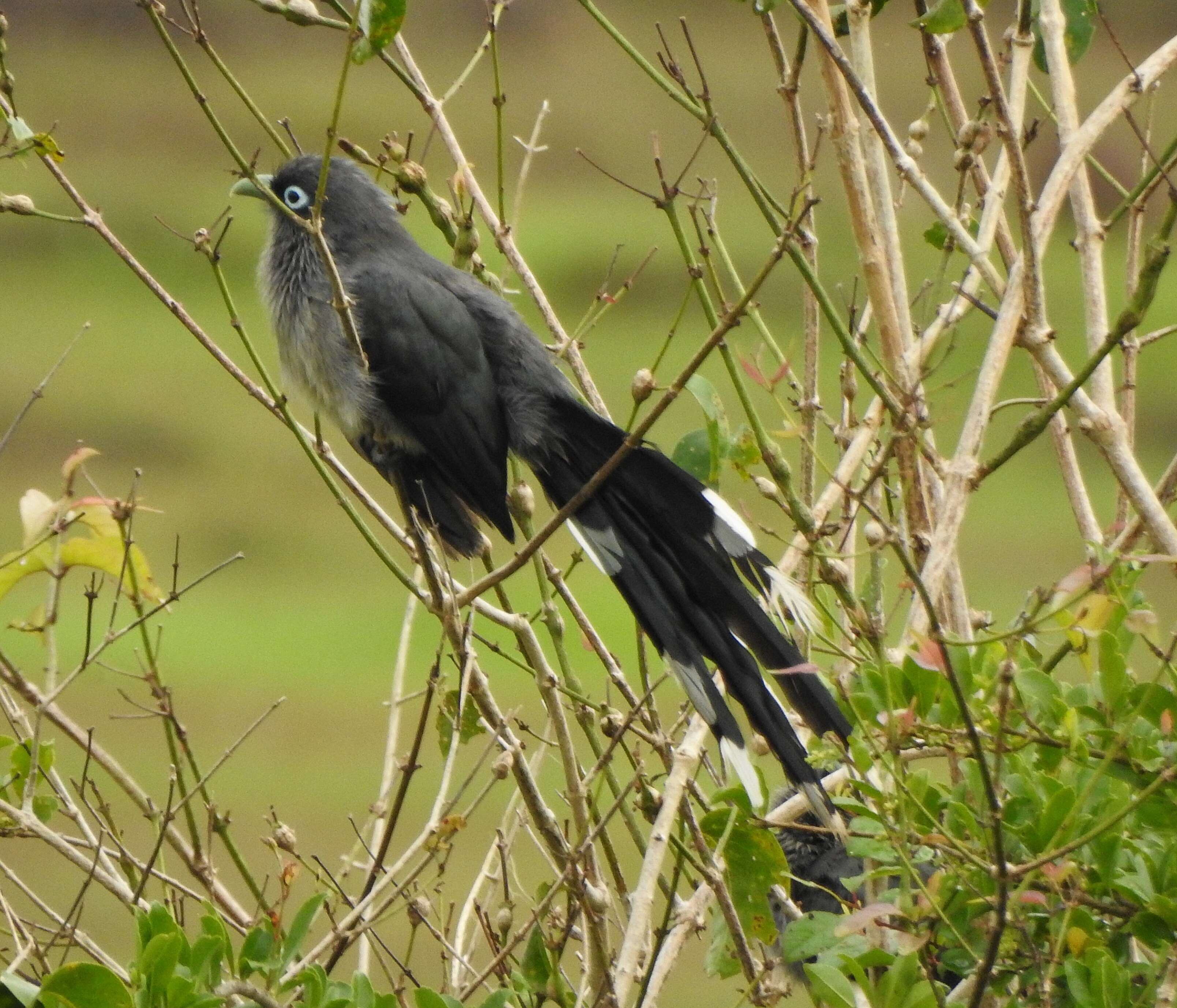 Image of Blue-faced Malkoha