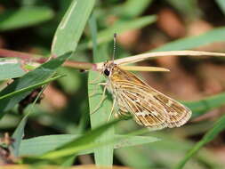 Image of Grey-veined Grass Dart