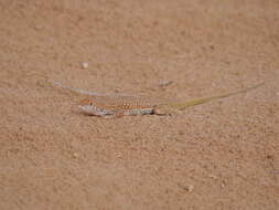 Plancia ëd Acanthodactylus dumerilii (Milne-edwards 1829)