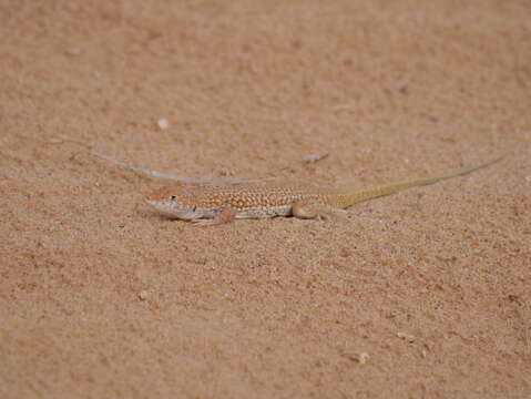 Plancia ëd Acanthodactylus dumerilii (Milne-edwards 1829)