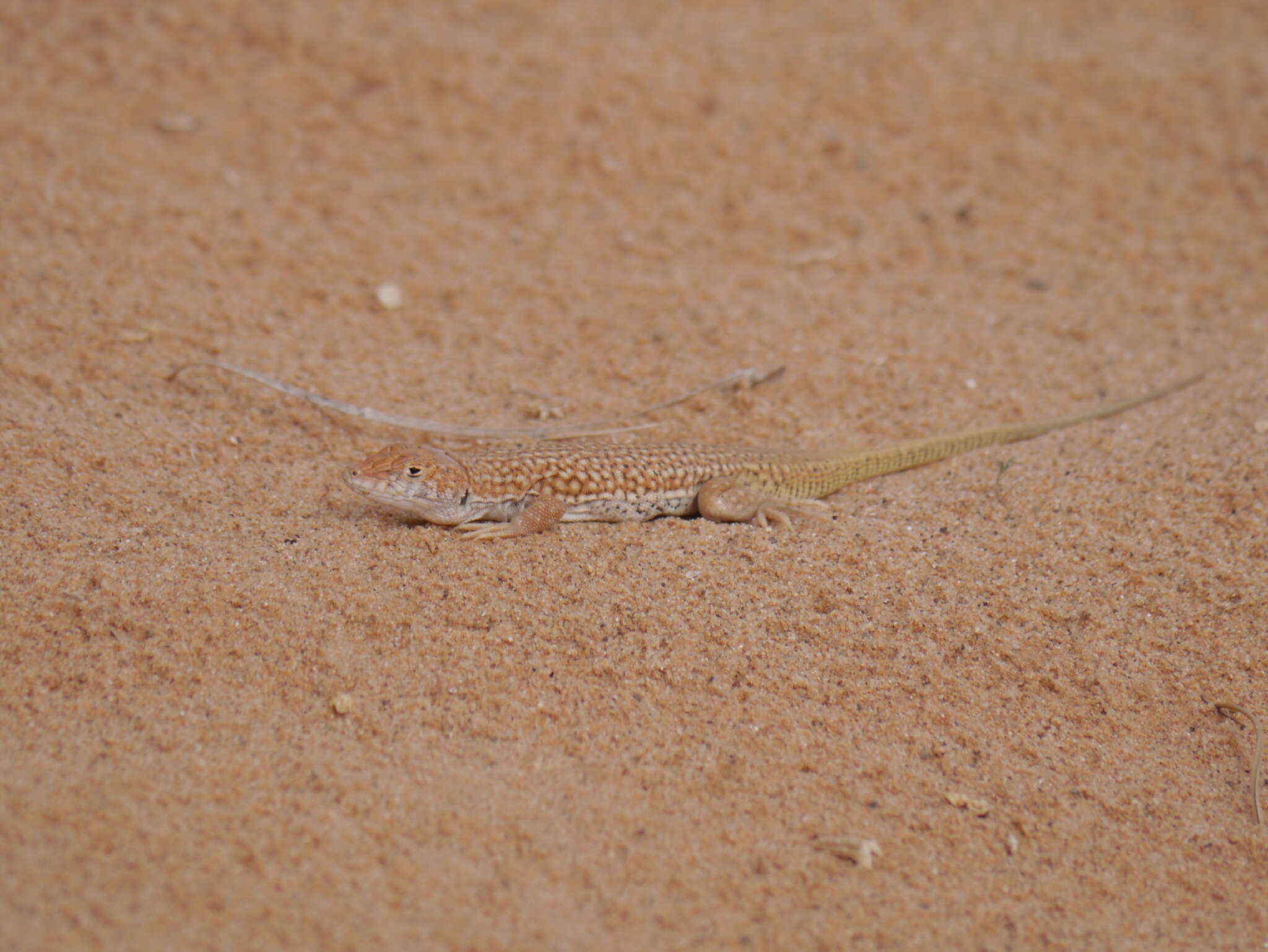 Plancia ëd Acanthodactylus dumerilii (Milne-edwards 1829)