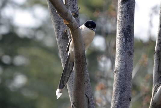 Image of Azure-winged Magpie