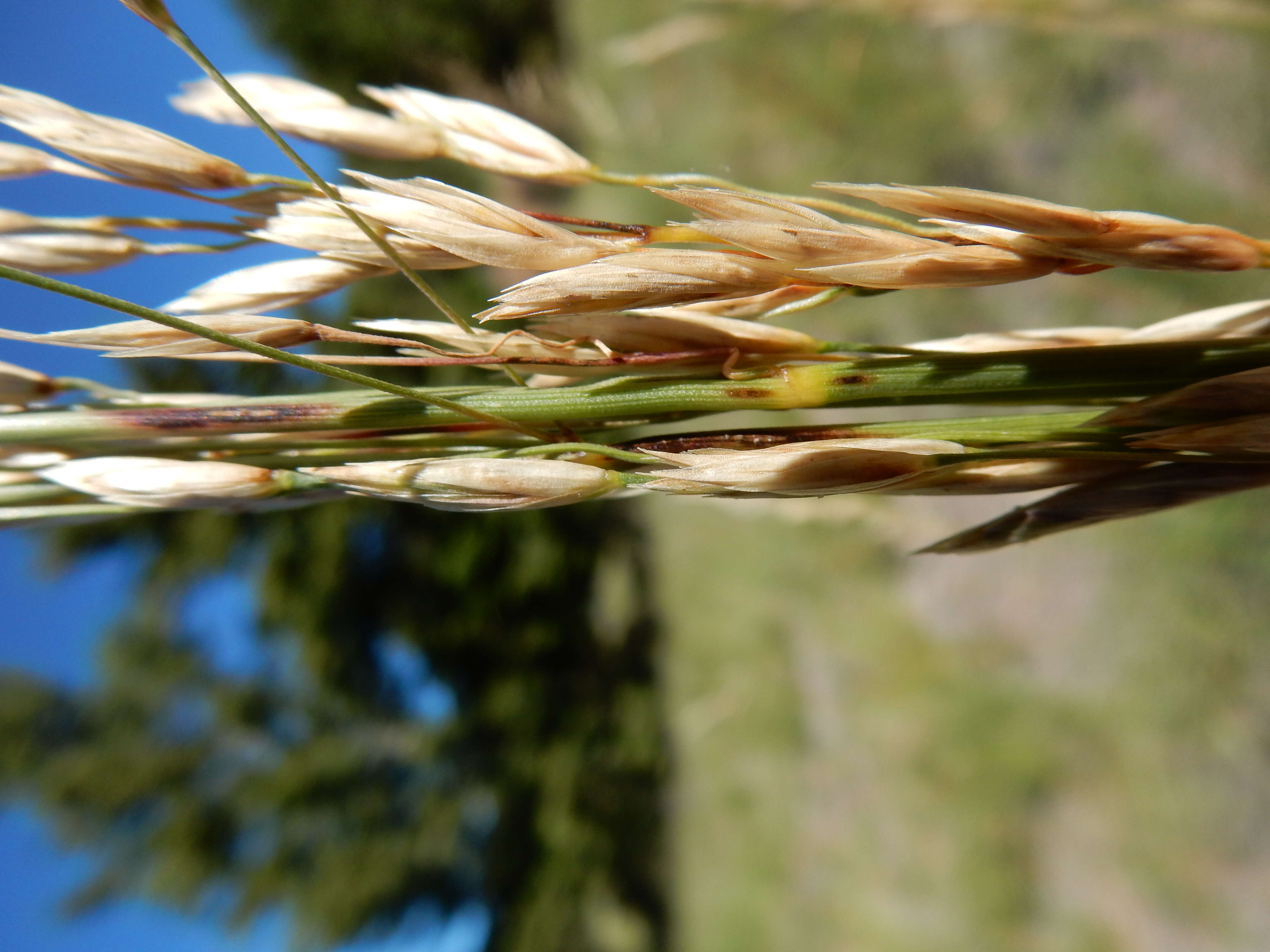 Plancia ëd Festuca campestris Rydb.