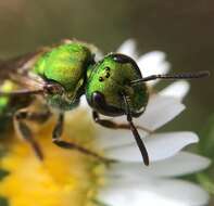 Image of Pure Green Augochlora