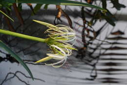 Слика од Crinum viviparum (Lam.) R. Ansari & V. J. Nair