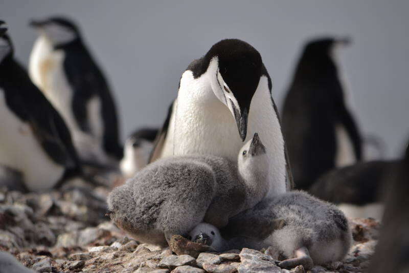 Image of Chinstrap Penguin