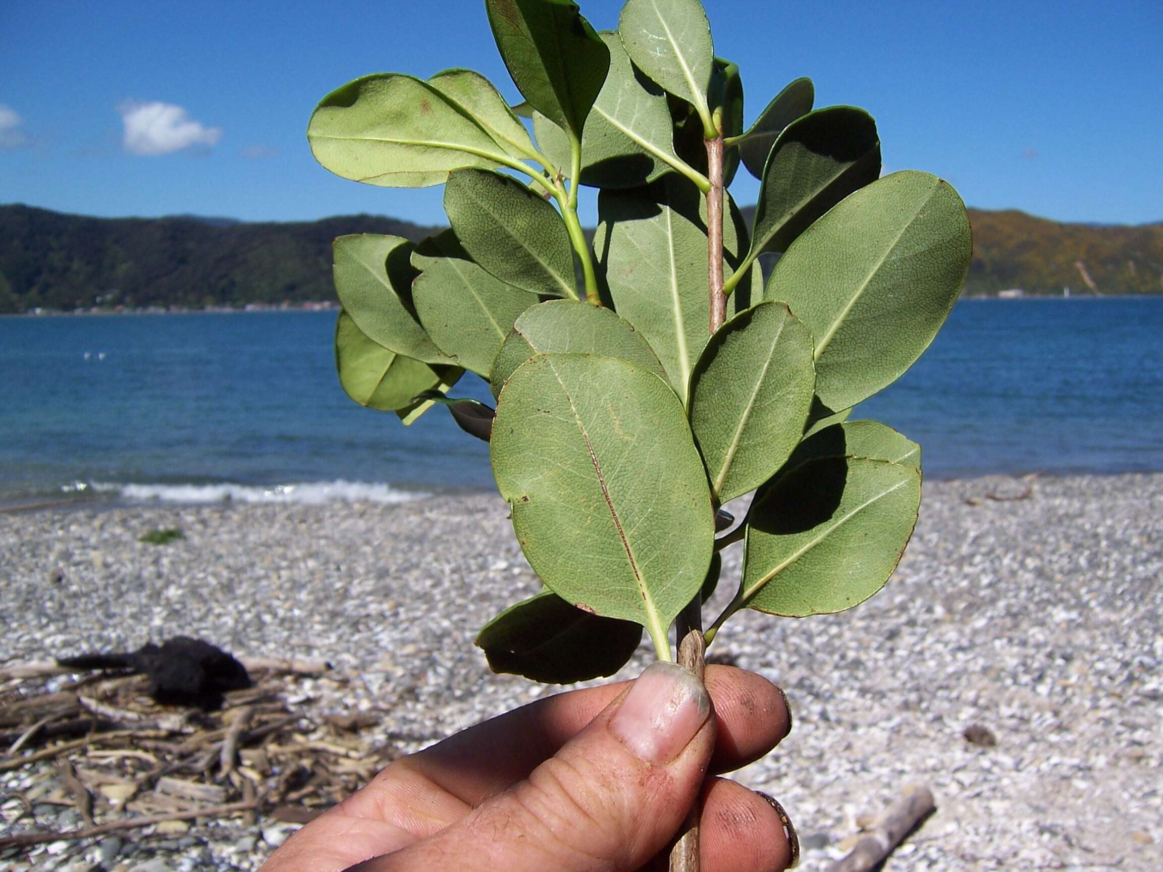 Sivun Rhaphiolepis indica var. umbellata (Thunb. ex Murray) H. Ohashi kuva