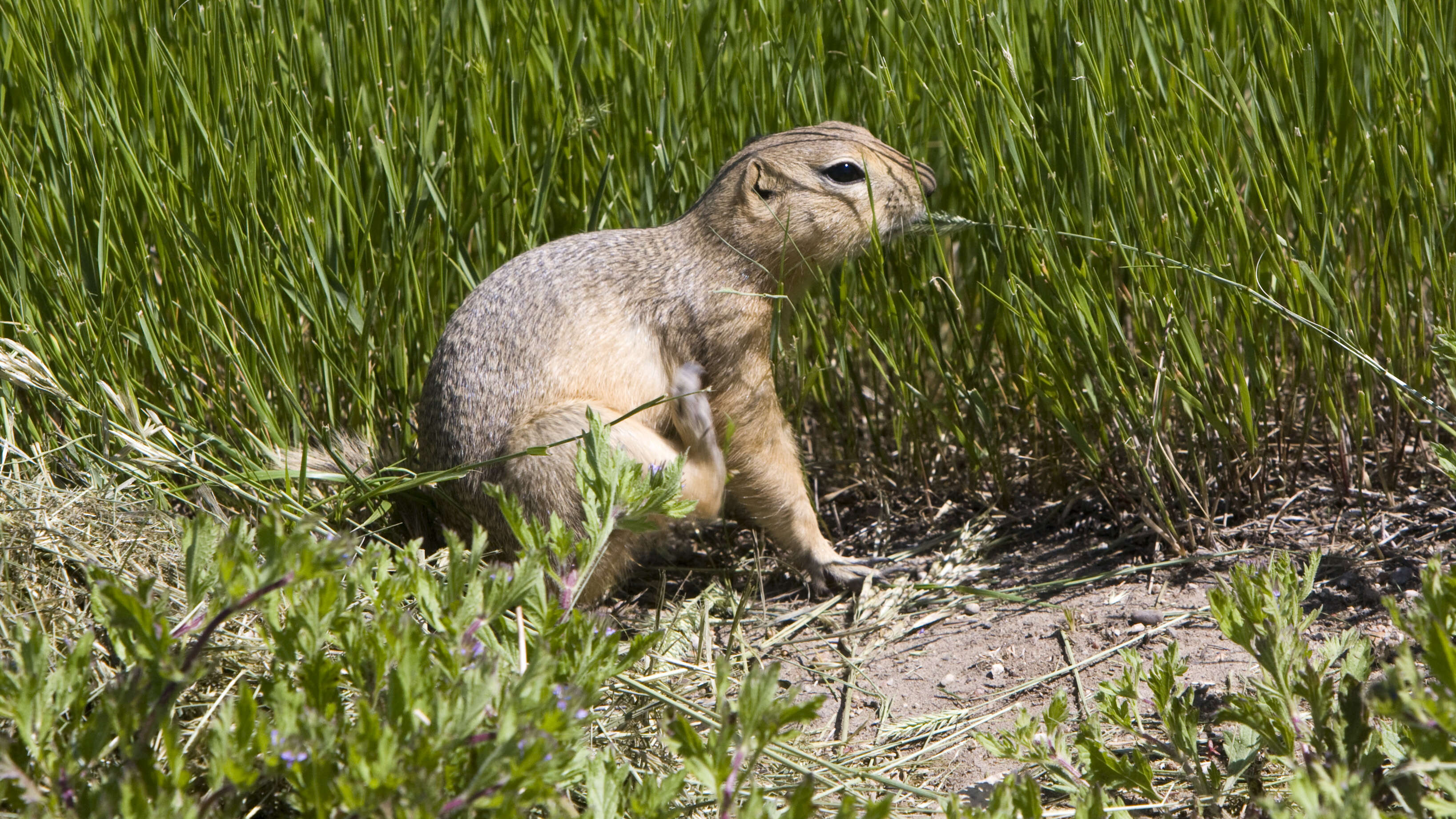 Image of Richardson's ground squirrel