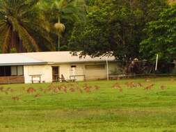 Image of Agile Wallaby