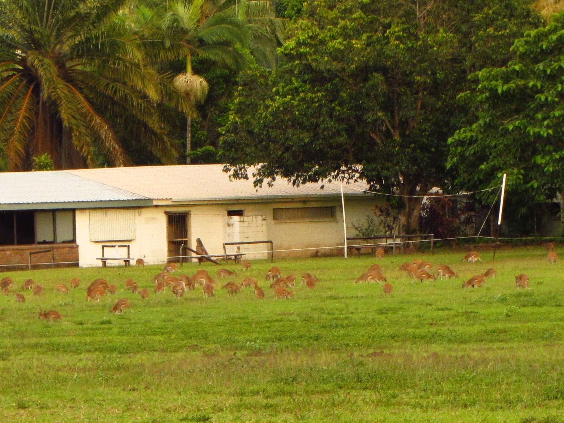 Image of Agile Wallaby