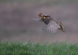 Image of Greater Prairie Chicken