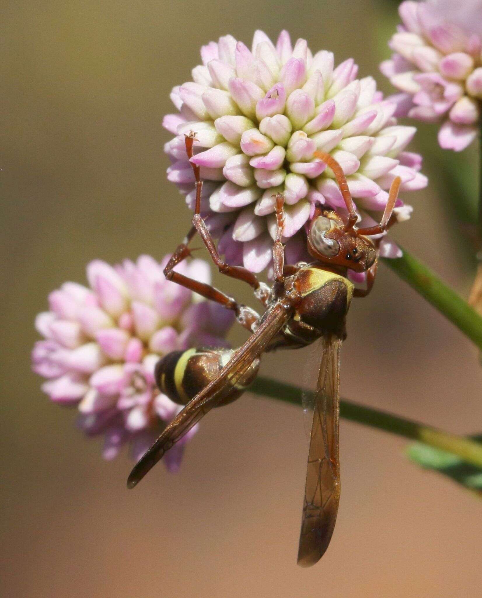 Image of Polistes badius Gerst. 1873