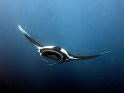 Image of Chevron Manta Ray