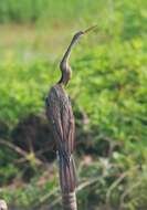 Image of Oriental Darter