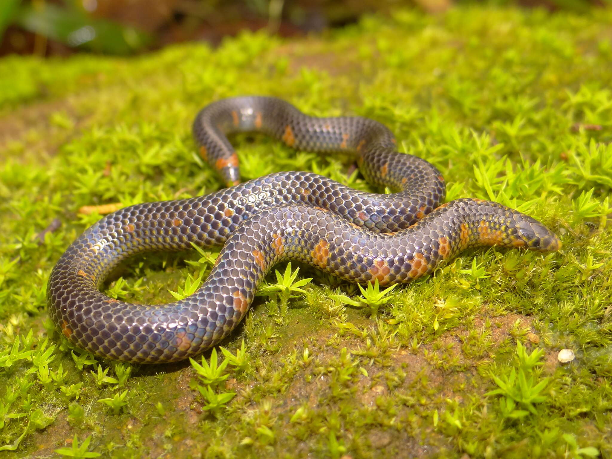 صورة Uropeltis maculatus