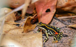 Image of Lutz's Poison Frog