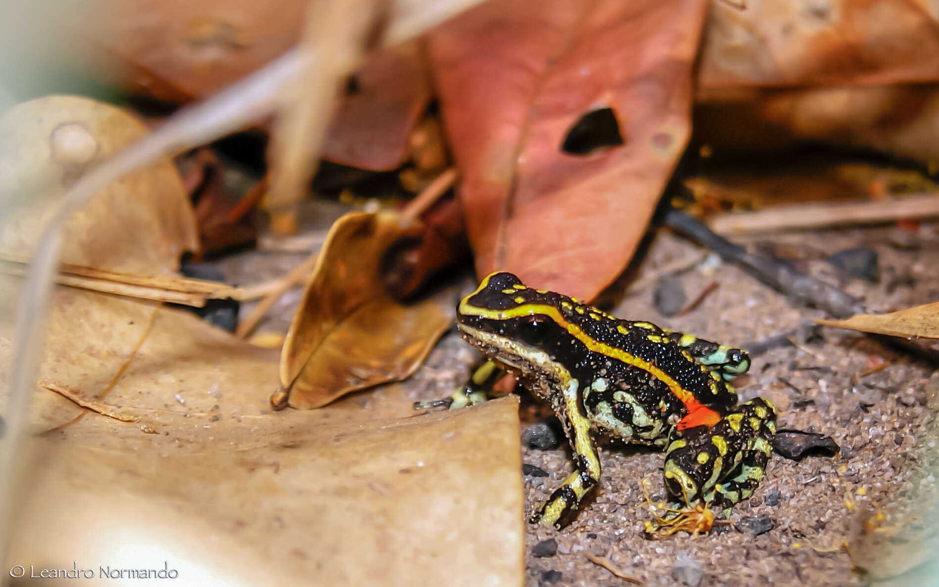 Image of Lutz's Poison Frog