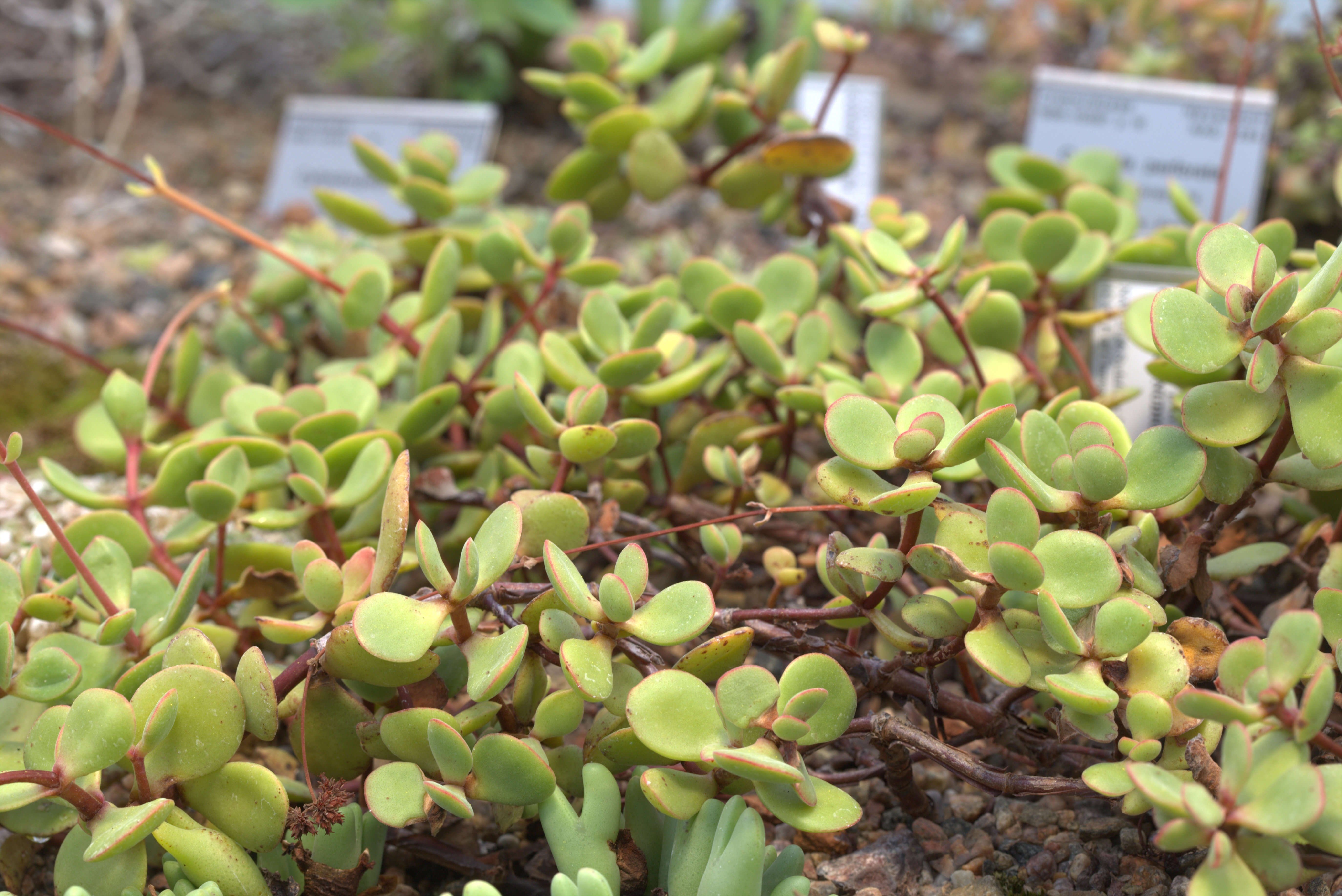 Image of Crassula atropurpurea (Haw.) D. Dietr.