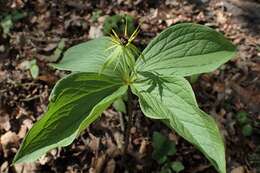 Image of herb Paris