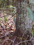 Image of Grand Cayman Anole