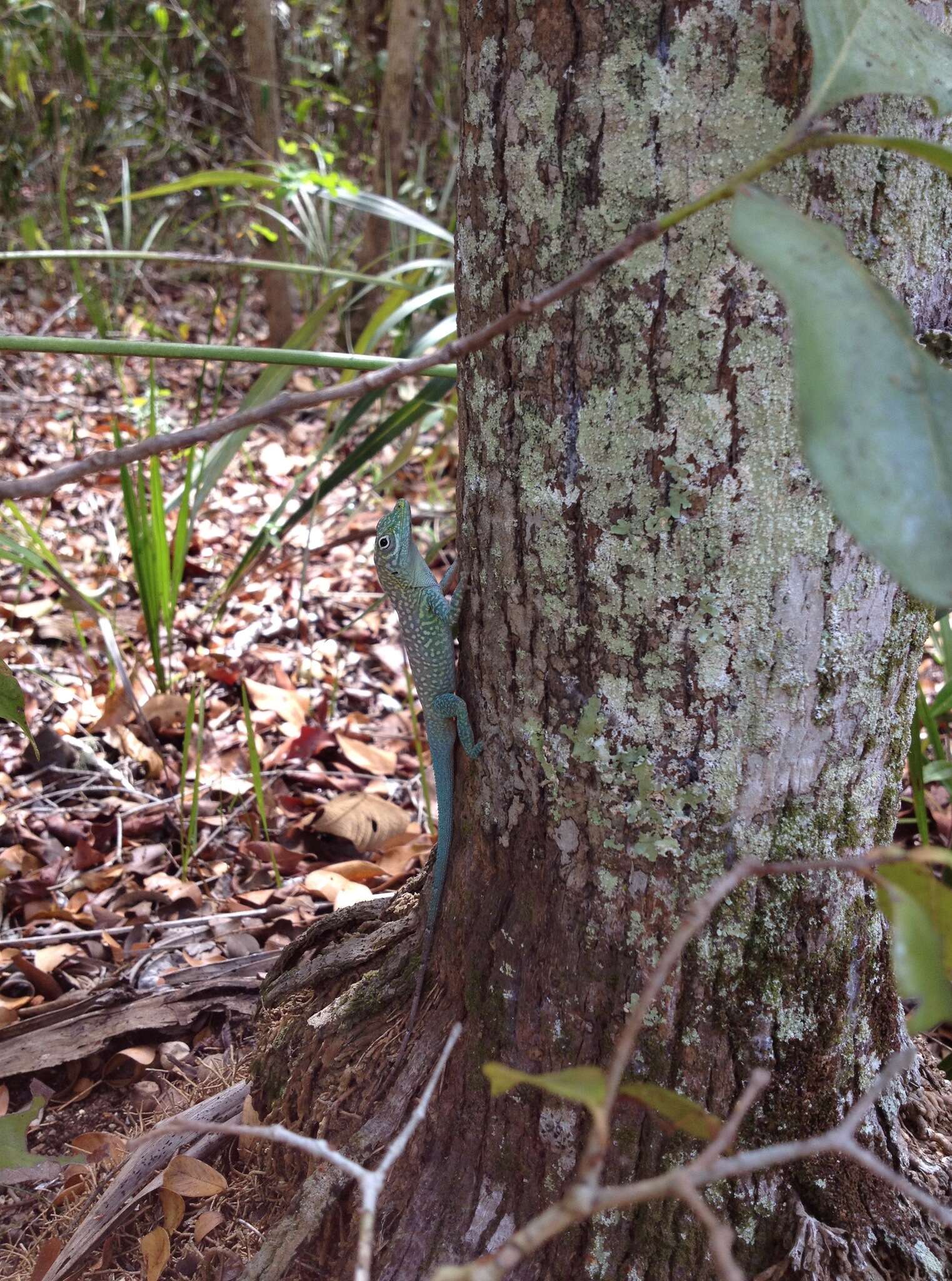 Image of Grand Cayman Anole