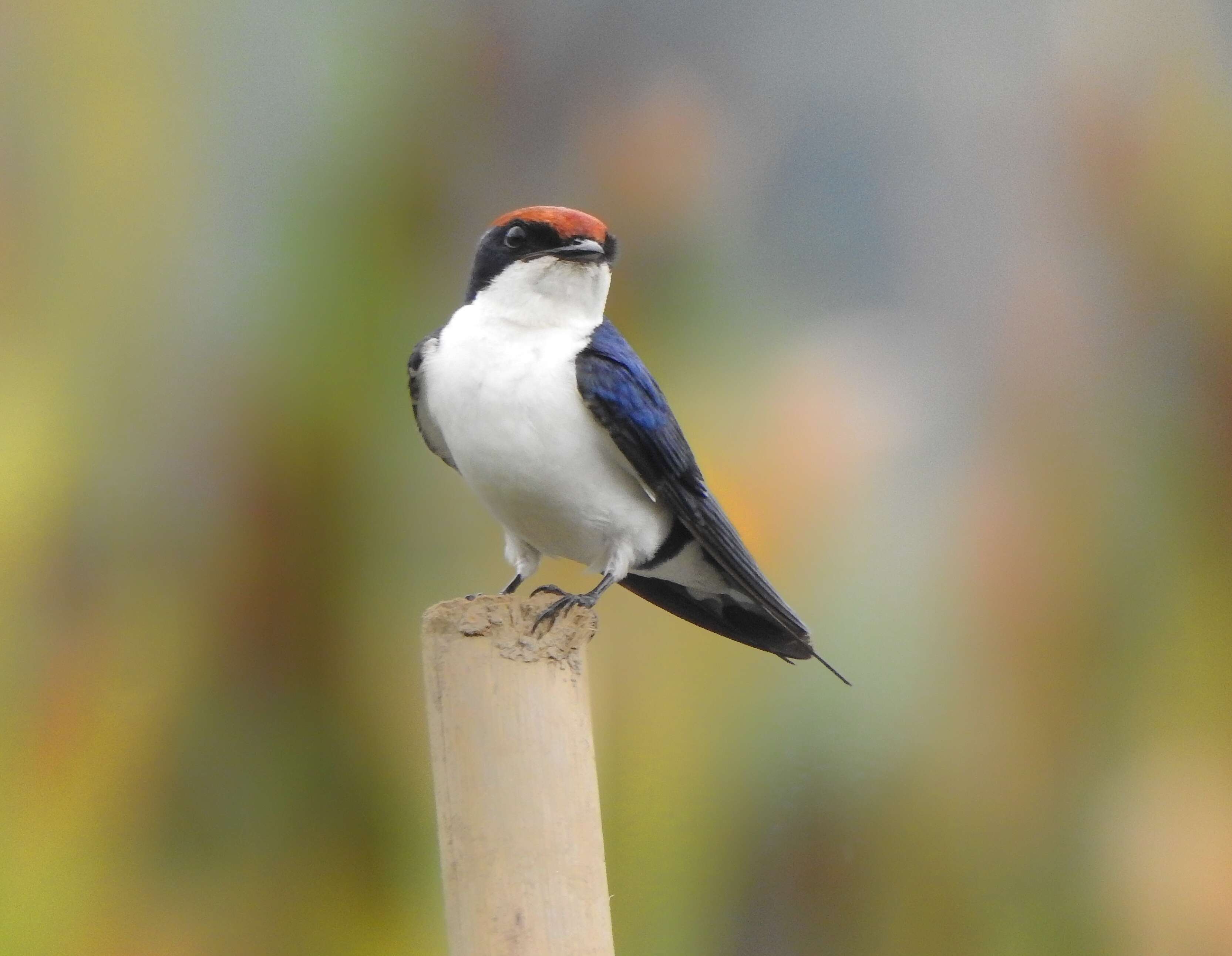 Hirundo smithii Leach 1818 resmi