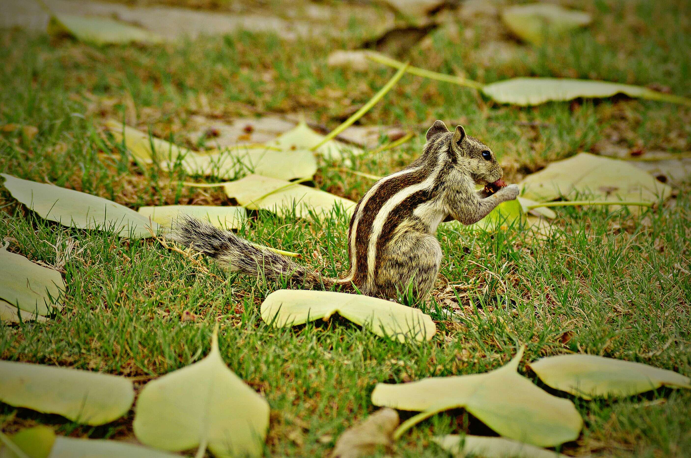 Sivun Funambulus subgen. Prasadsciurus Moore & Tate 1965 kuva