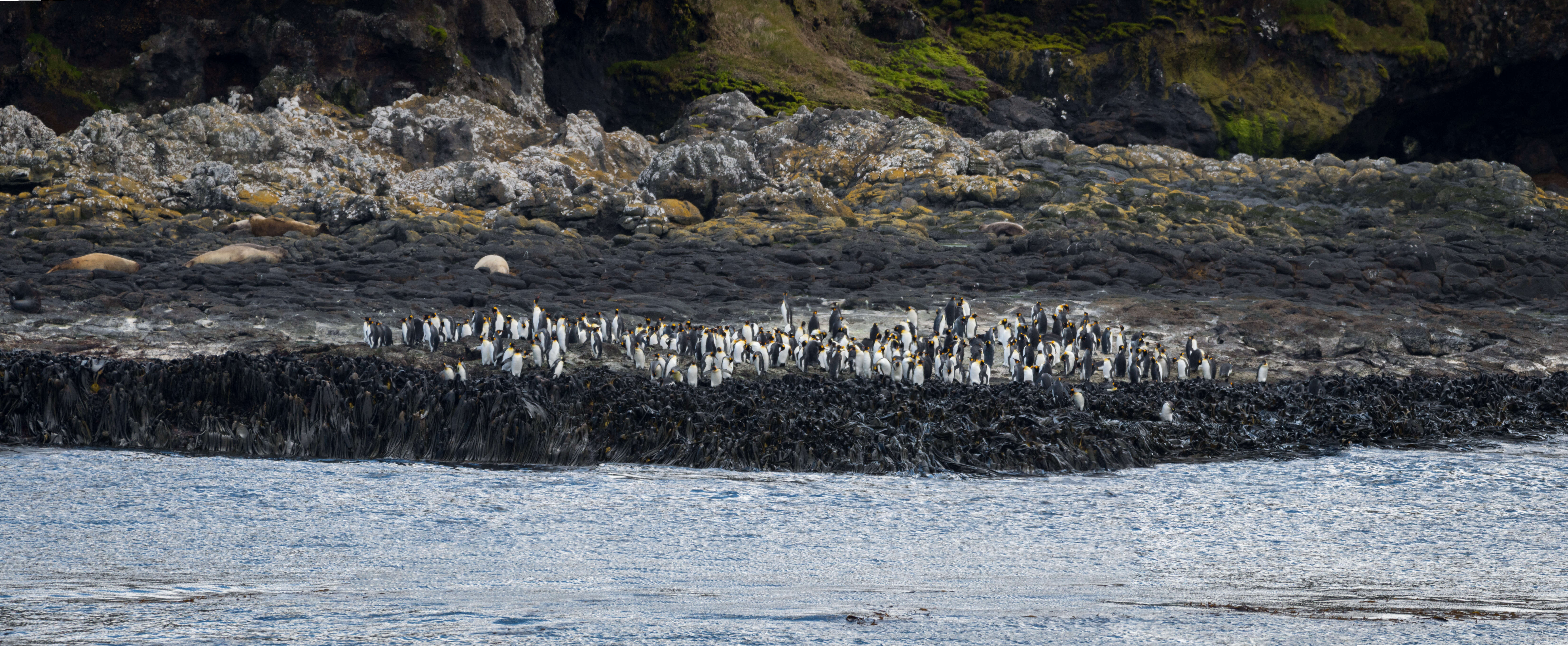 Image of King Penguin