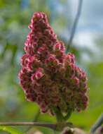 Image of staghorn sumac