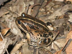 Image of Banjo Frog