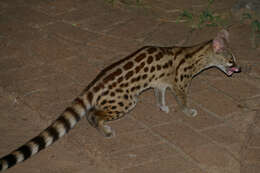 Image of Blotched Genet