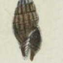 Image of Vexillum aemula (E. A. Smith 1879)