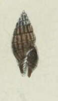 Image of Vexillum aemula (E. A. Smith 1879)