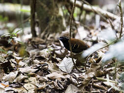 Image of Cordillera Azul Antbird