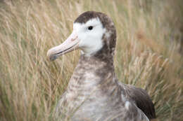 Image of Amsterdam Albatross