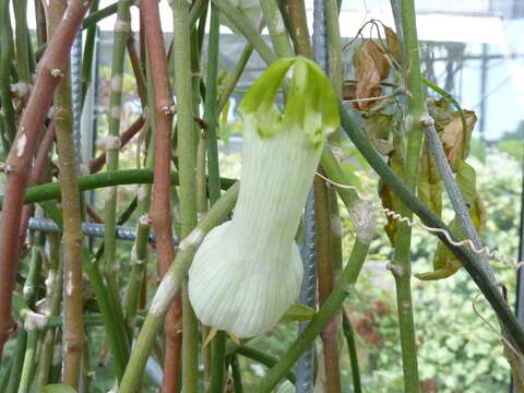 Image de Ceropegia ampliata E. Mey.