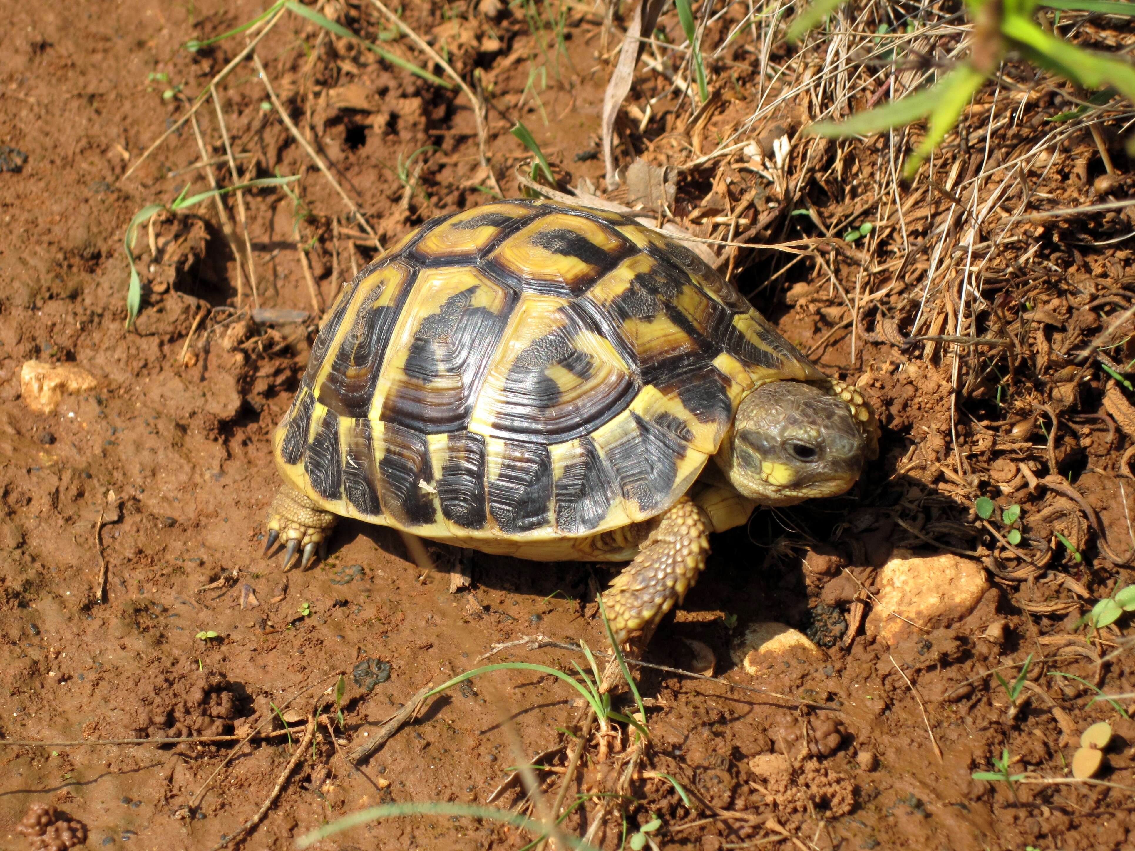 صورة Testudo hermanni hermanni Gmelin 1789