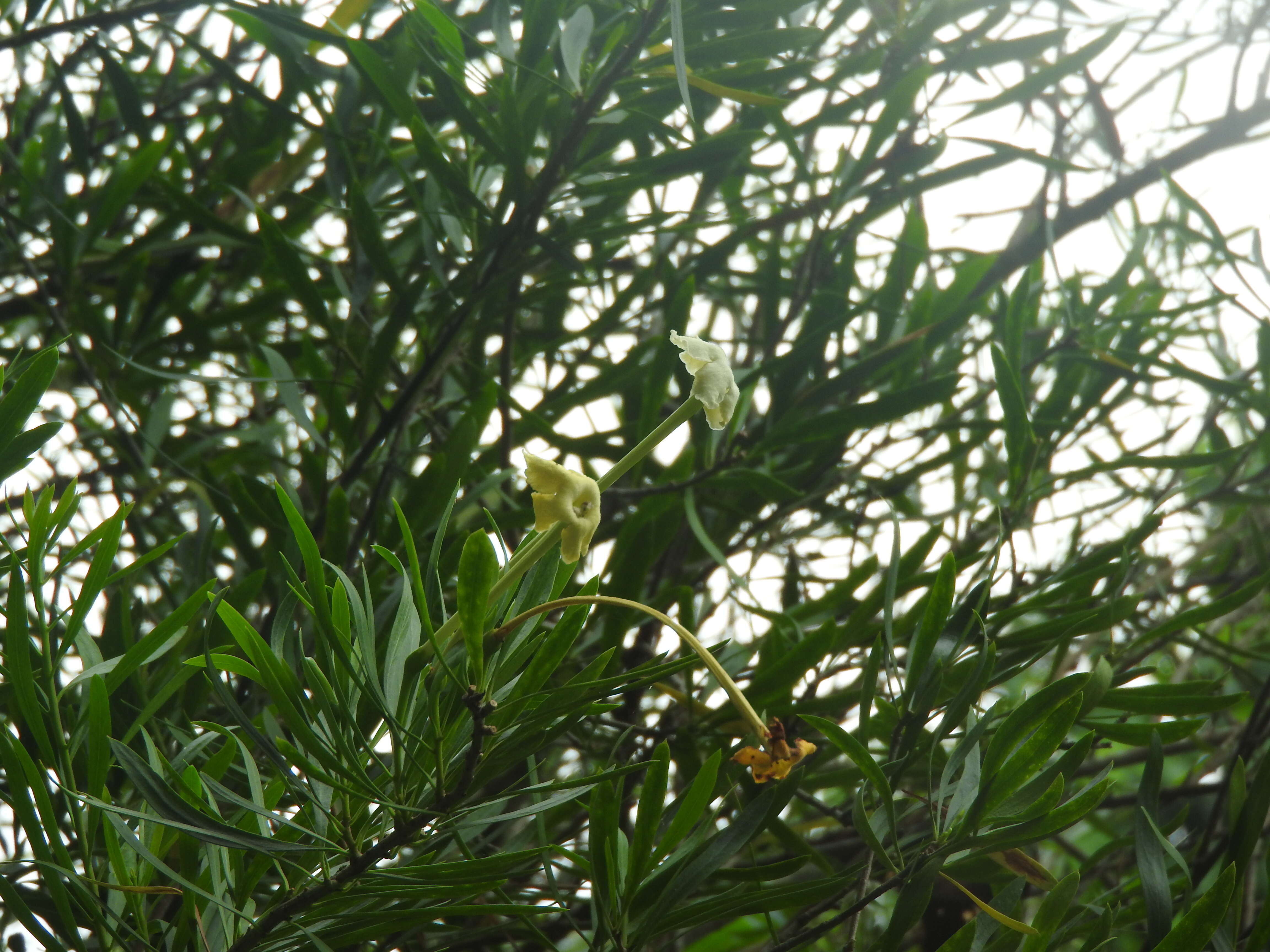 Image of Serpentine Hill raintree