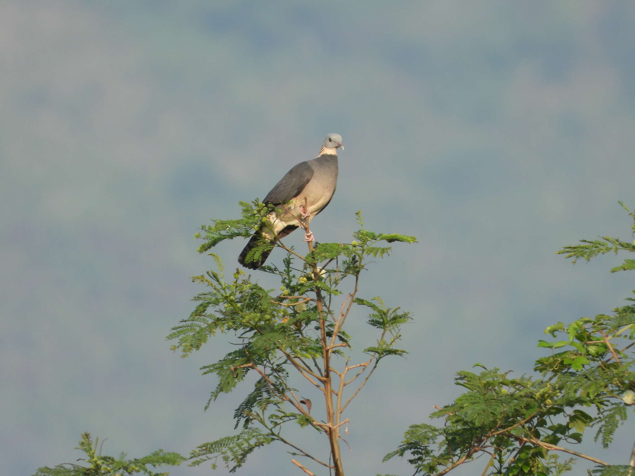 Columba pulchricollis Blyth 1846 resmi