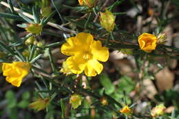 Hibbertia aurea Steud. resmi