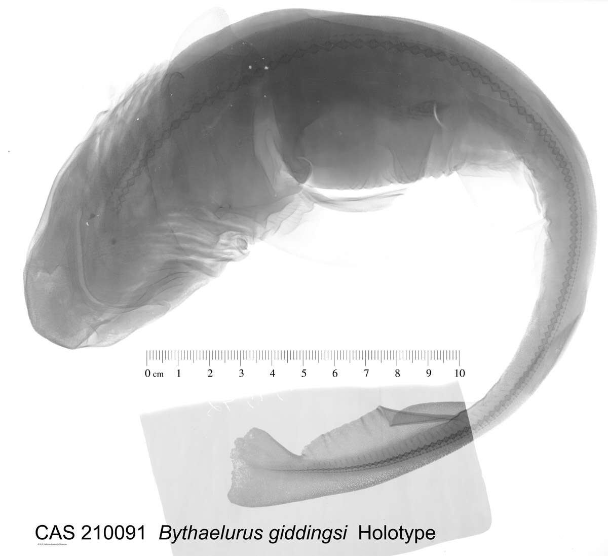 Sivun Bythaelurus giddingsi McCosker, Long & Baldwin 2012 kuva