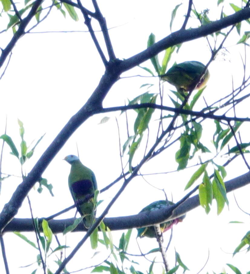 Image of Carunculated Fruit Dove