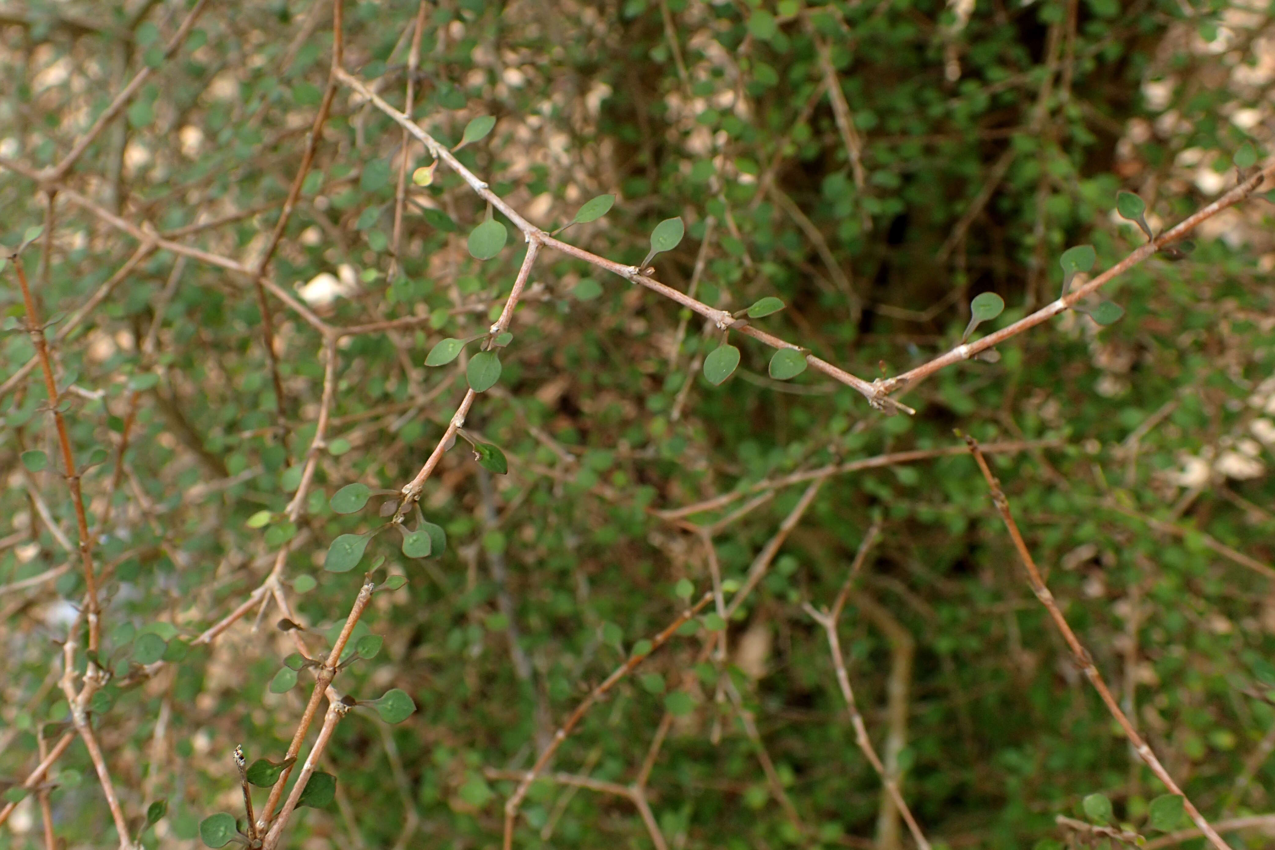 Image of Coprosma virescens Petrie