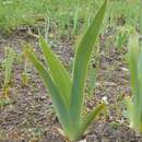 Image of Iris sintenisii subsp. brandzae (Prodan) D. A. Webb & Chater