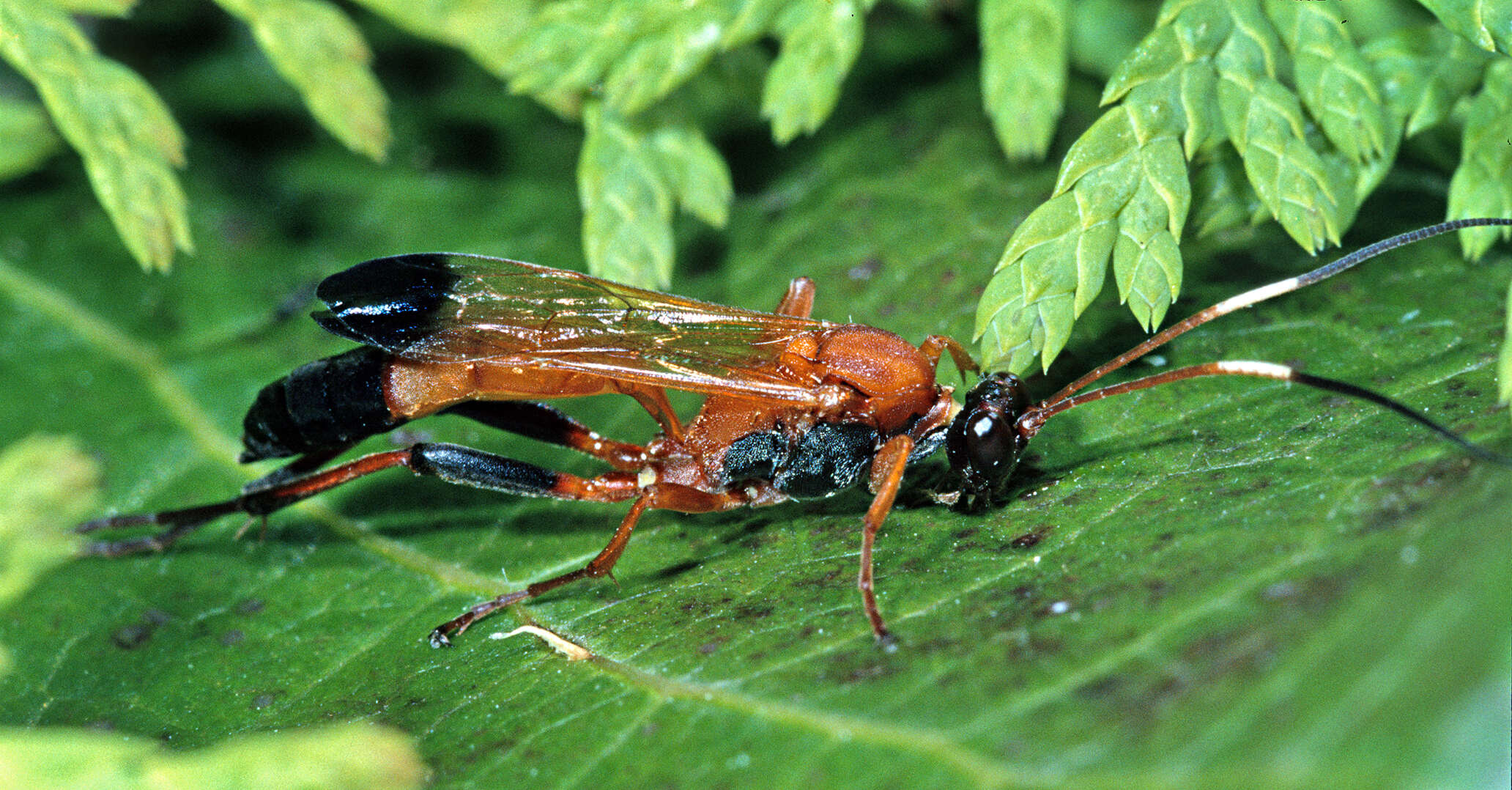 Image de Ctenochares bicolorus (Linnaeus 1767)