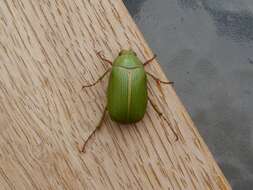 Image of Granny Smith Beetle