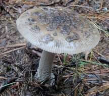 Image of Amanita rhacopus