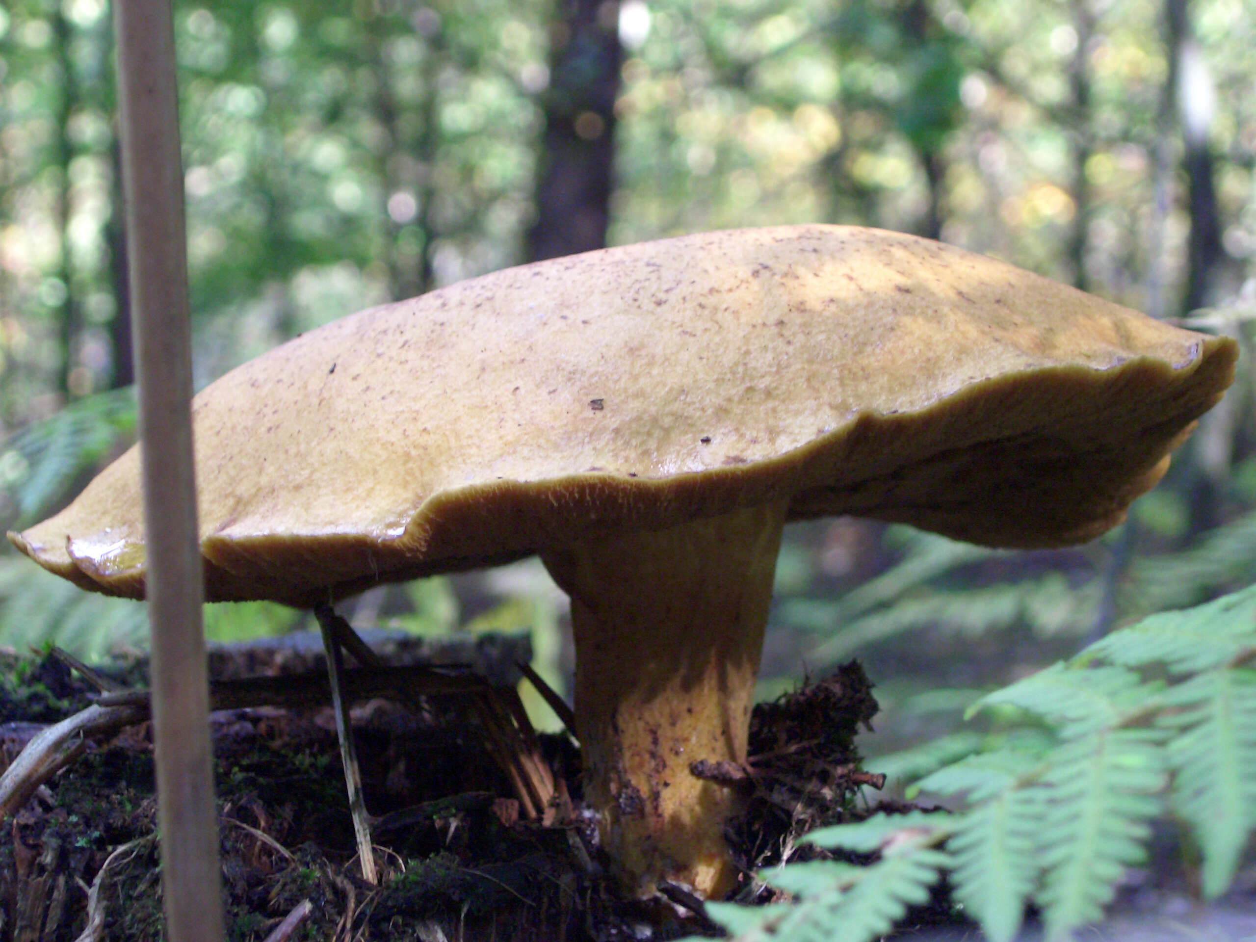 Buchwaldoboletus hemichrysus (Berk. & M. A. Curtis) Pilát 1969 resmi