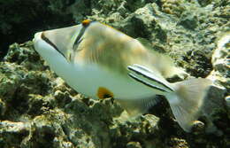 Image of Lagoon triggerfish