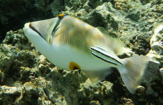 Image of Lagoon triggerfish